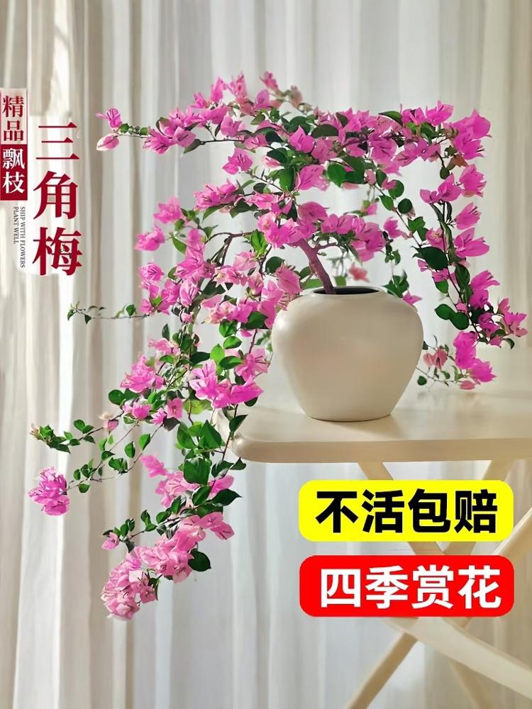 精品飘枝三角梅盆栽大苗带花老桩四季开花勤花爬藤植物室内外盆景
