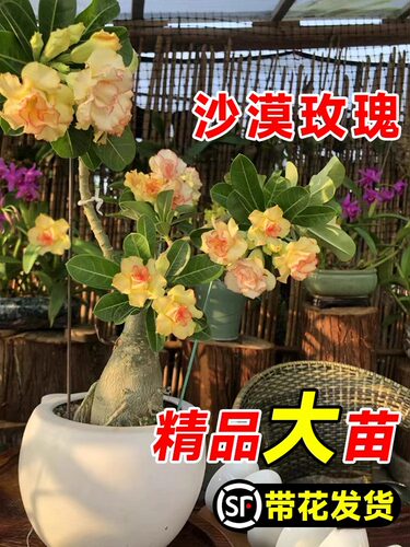 沙漠玫瑰盆栽重瓣带花苞老桩花期超长的花卉绿植物室内四季好养活