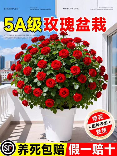 浓香型玫瑰月季花苗盆栽带花苞大花花卉室内阳台果汁阳台四季好养