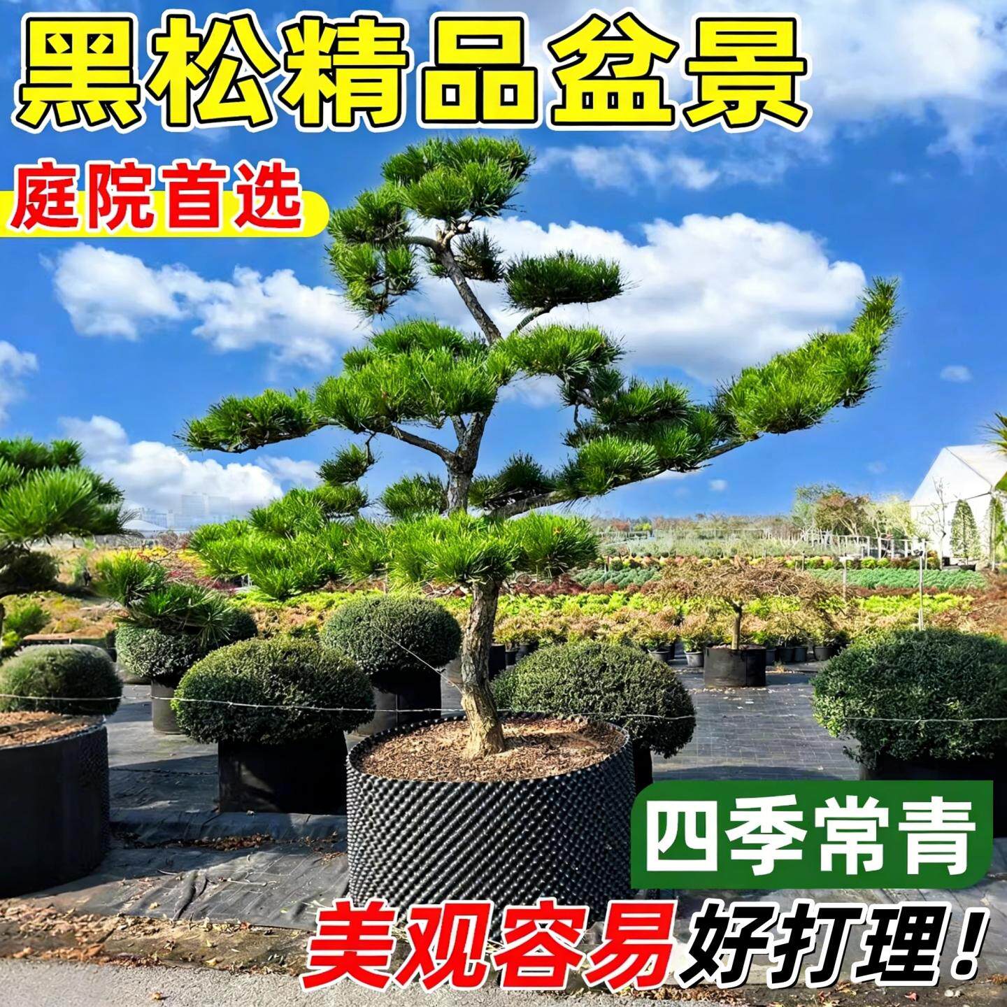 黑松树苗造型树高端优质别墅庭院室外大型盆景黄杨罗汉松四季常青