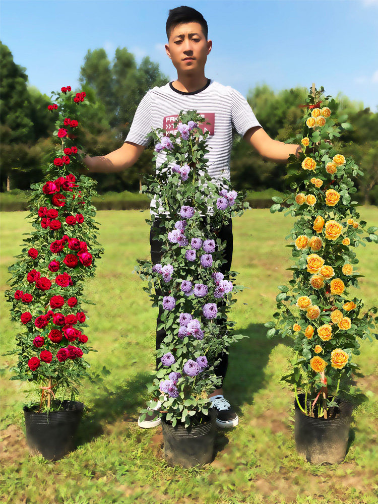藤本树月季蔷薇花苗爬藤四季开花植物庭院阳台特大花浓香玫瑰盆栽图片