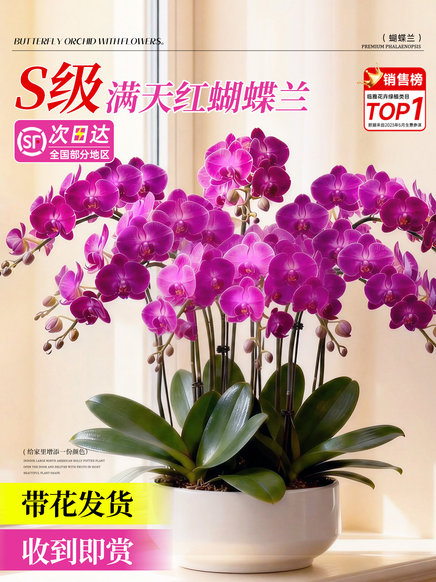 蝴蝶兰带花盆栽特大号花卉盆栽室内客厅易养活2026新款年宵花真花