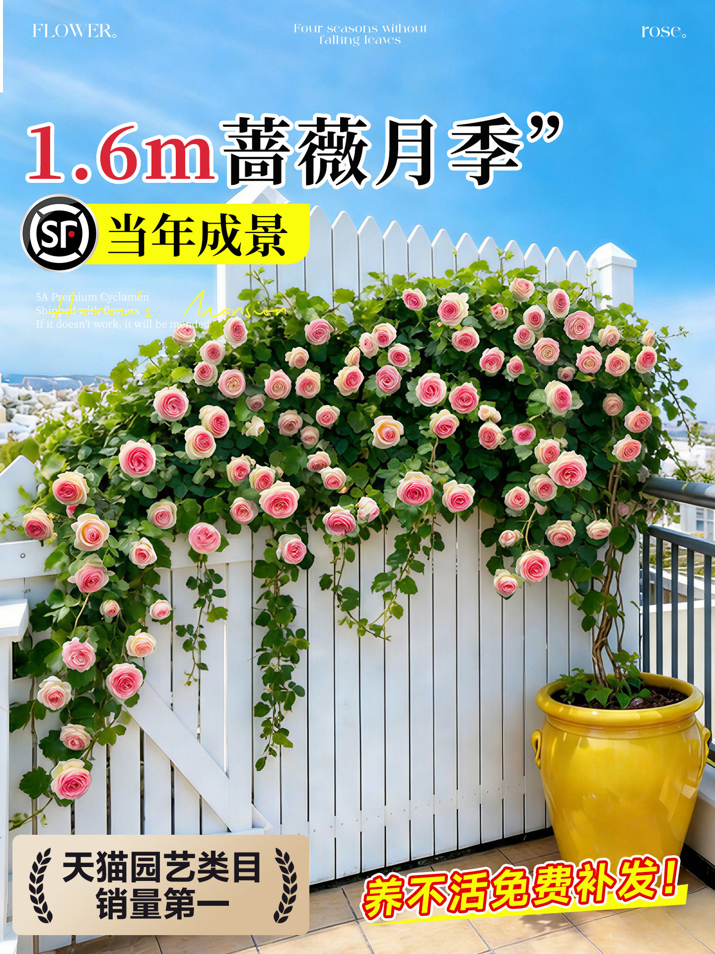 蔷薇花苗藤本月季花树大苗庭院爬藤植物阳台花卉爬墙玫瑰耐寒盆栽