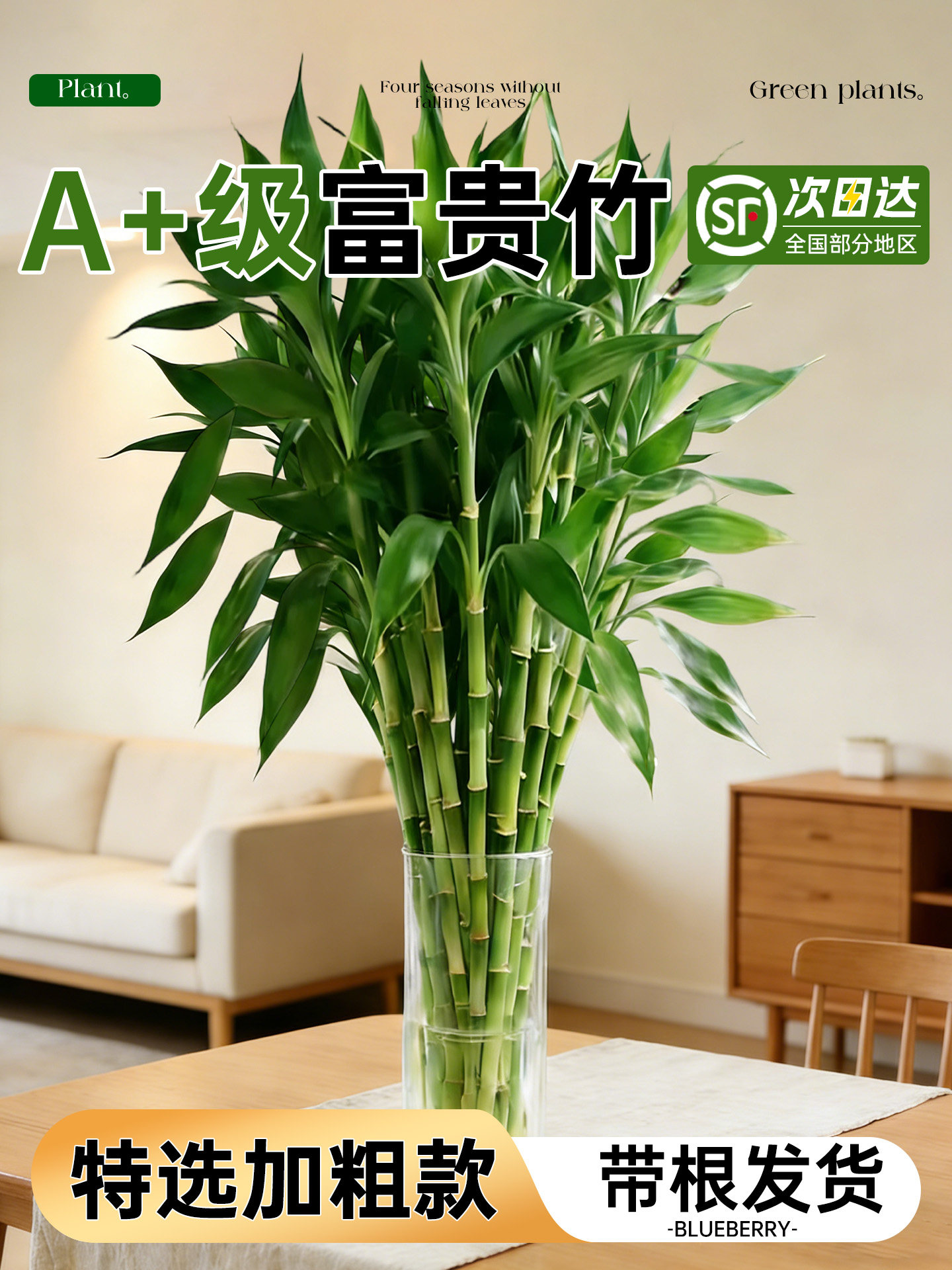 家养富贵竹水培植物客厅招财粗杆带根鸿运当头节节高室内植物好养