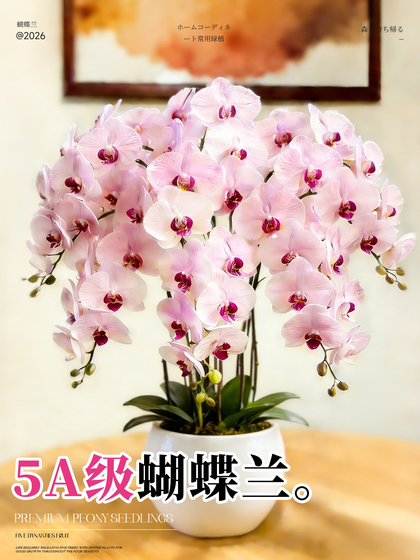 蝴蝶兰带花盆栽特大号多色年宵花卉苗四季好养室内客厅阳台绿植物