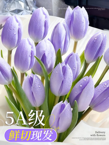郁金香鲜花云南基地直发真花鲜切花束家用客厅花瓶插花水培水养花