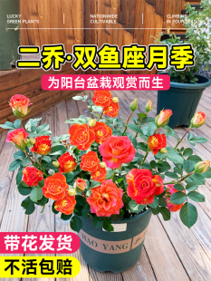 二乔双鱼座月季盆栽带花苞老桩果汁阳台玫瑰花苗四季开花卉绿植物