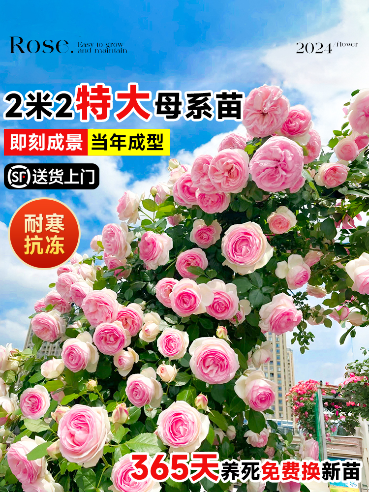 爬藤月季多季开花不断母系大苗蔷薇花苗花树爬墙庭院植物盆栽花卉