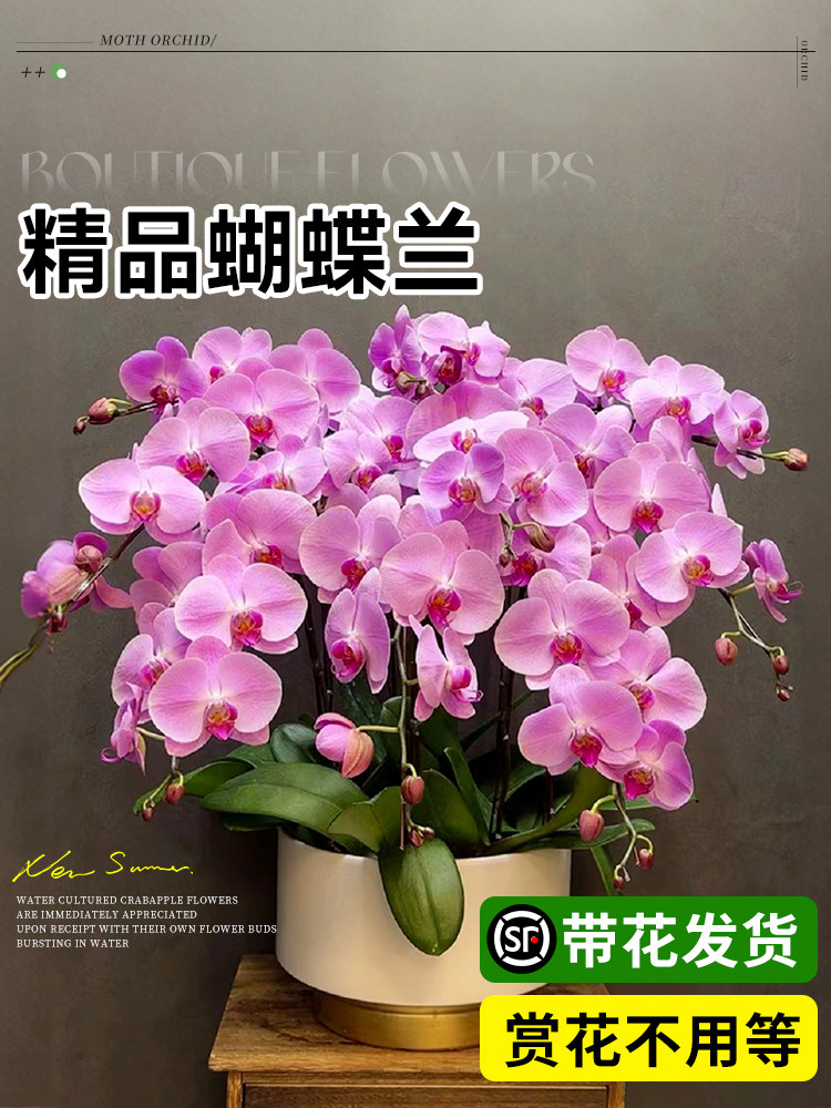 蝴蝶兰盆栽带花客厅蝴蝶兰花苗带花苞花剑室内鲜花植物四季好养活