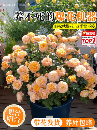 果汁阳台月季盆栽花苗特大花四季开带花苞盆栽多头玫瑰花苗棒棒糖