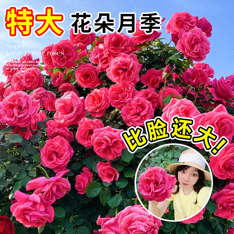 月季特大花浓香爬藤超级大花玫瑰花苗蔷薇带花盆栽室外庭院四季开