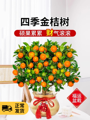 金桔树树苗盆栽年橘可食用带果脆皮四季橘子客厅室内外花卉绿植物