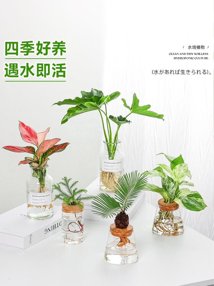 桌面水培植物室内发财树富贵竹春羽办公室绿植小盆栽好养易活花卉