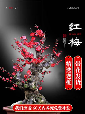 红梅花盆栽树苗原生老桩盆景阳台庭院绿植物浓香花卉耐寒四季腊梅