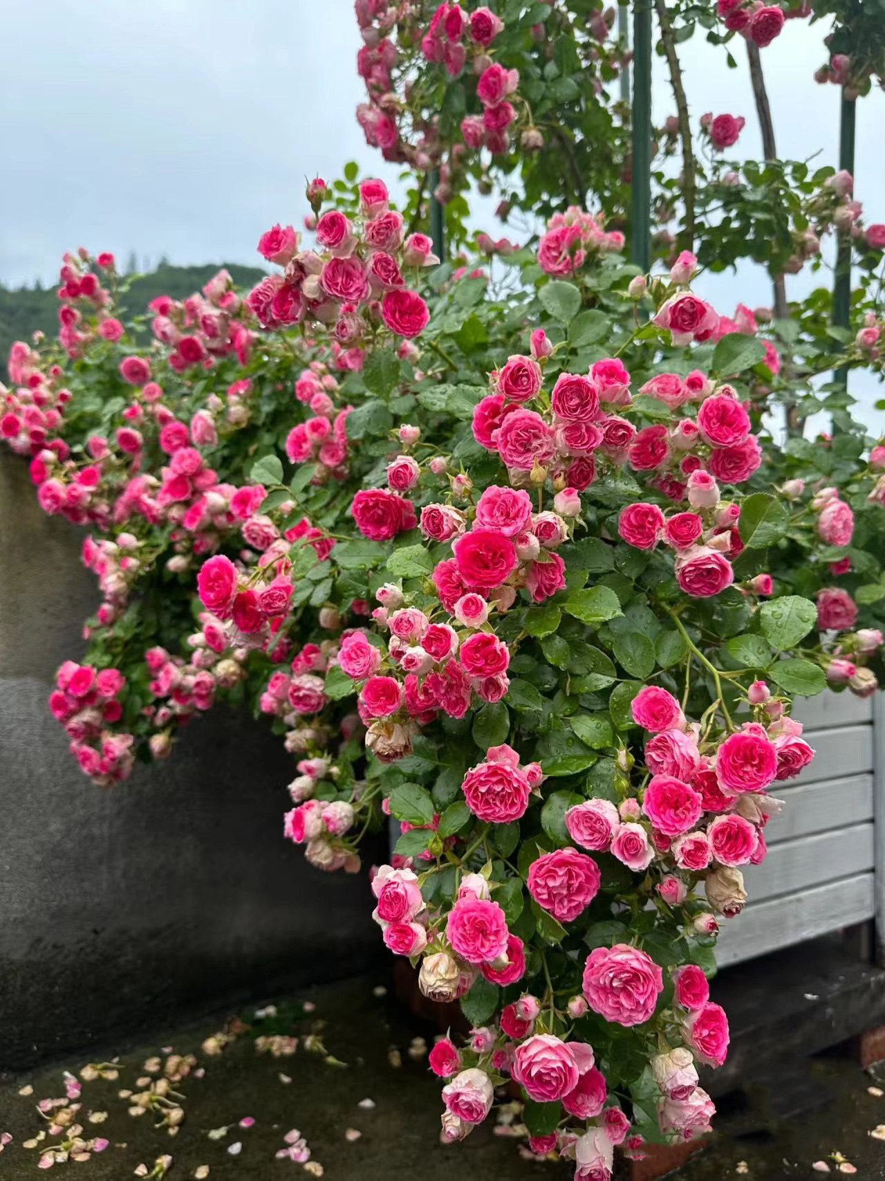 胭脂扣月季爬藤本月季花大苗阳台庭院多头勤花型盆栽植物玫瑰花卉