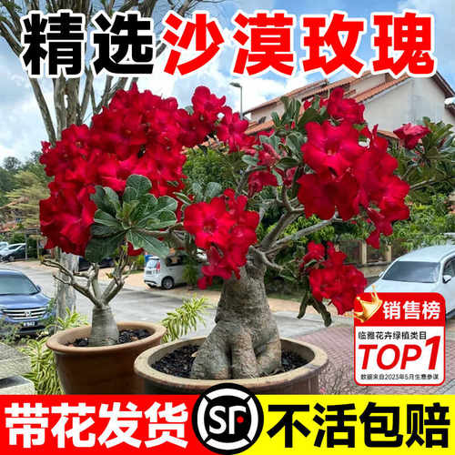 沙漠玫瑰花苗盆栽带花苞多肉植物老桩室内外绿植盆景四季开花客厅