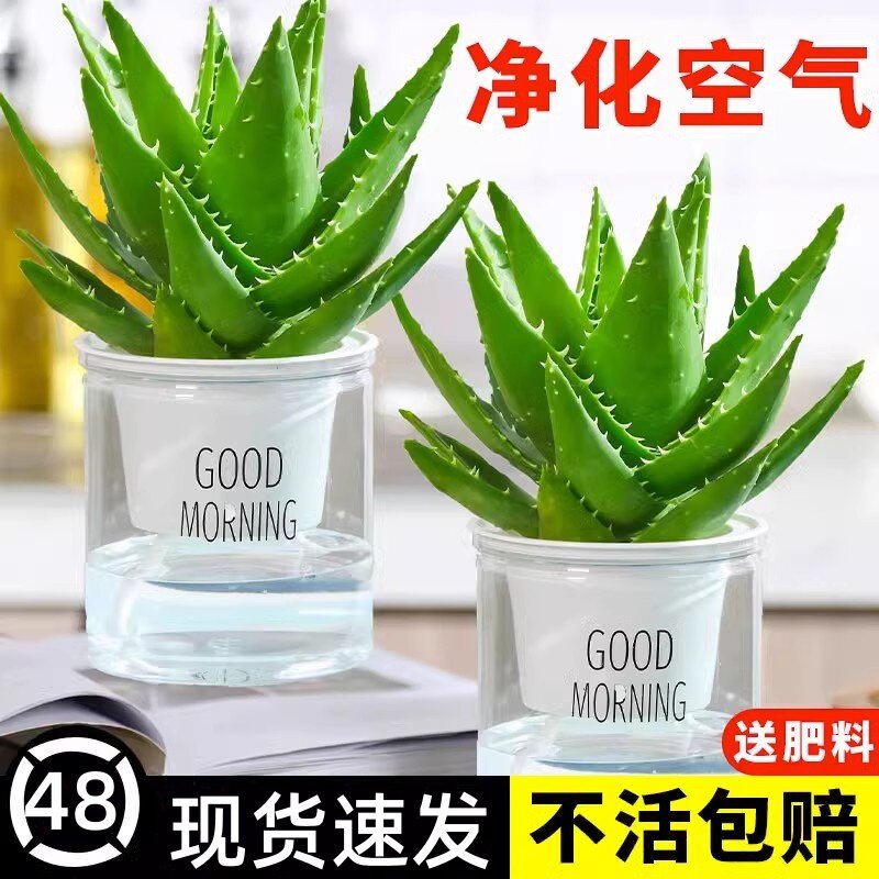 芦荟盆栽可食用除甲醛净化空气绿植室内好养花卉植物美容养颜新房