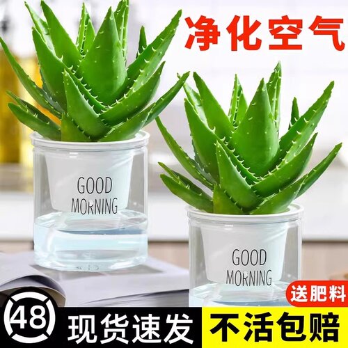 芦荟盆栽可食用除甲醛净化空气绿植室内好养花卉植物美容养颜新房