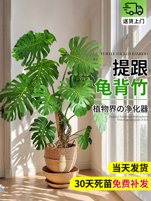 龟背竹老桩客厅大盆栽提根大叶客厅室内大型植物开背巨型绿植好养