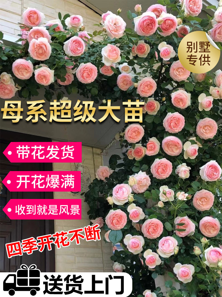 藤本欧月季蔷薇花苗爬藤四季开花卉母系大苗庭院爬墙植物浓香盆栽