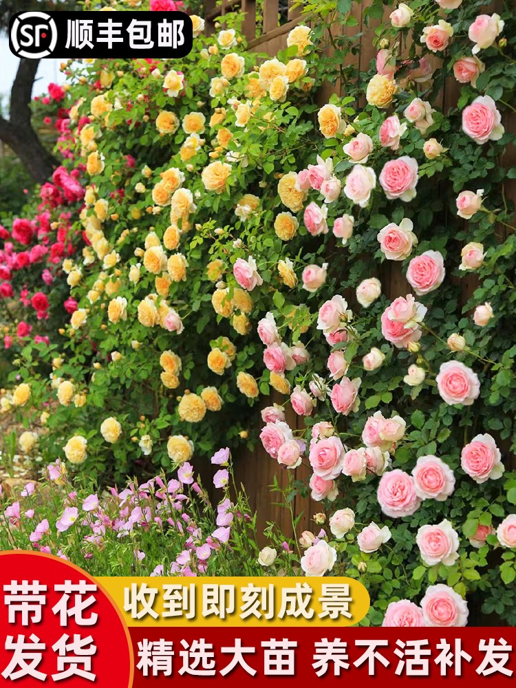 蔷薇花苗藤本月季特大花盆栽阳台庭院爬藤植物玫瑰爬墙四季开花卉