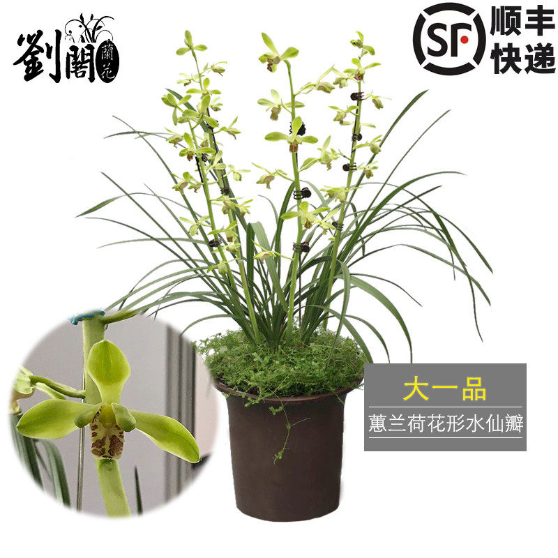 蕙兰大荷花型水仙瓣兰花苗 大一品 冬带花苞出售好养花卉盆栽包邮