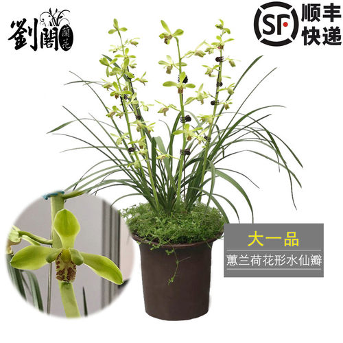 蕙兰大荷花型水仙瓣兰花苗 大一品 冬带花苞出售好养花卉盆栽包邮