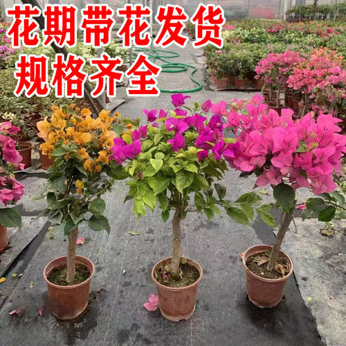 三角梅盆栽带花云南紫爬藤老桩花卉阳台净化空气大苗易养