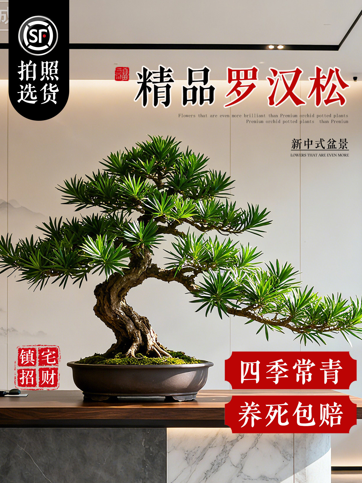 罗汉松盆景植物迎客松造型盆栽室内客厅阳台庭院耐活好养老桩真树