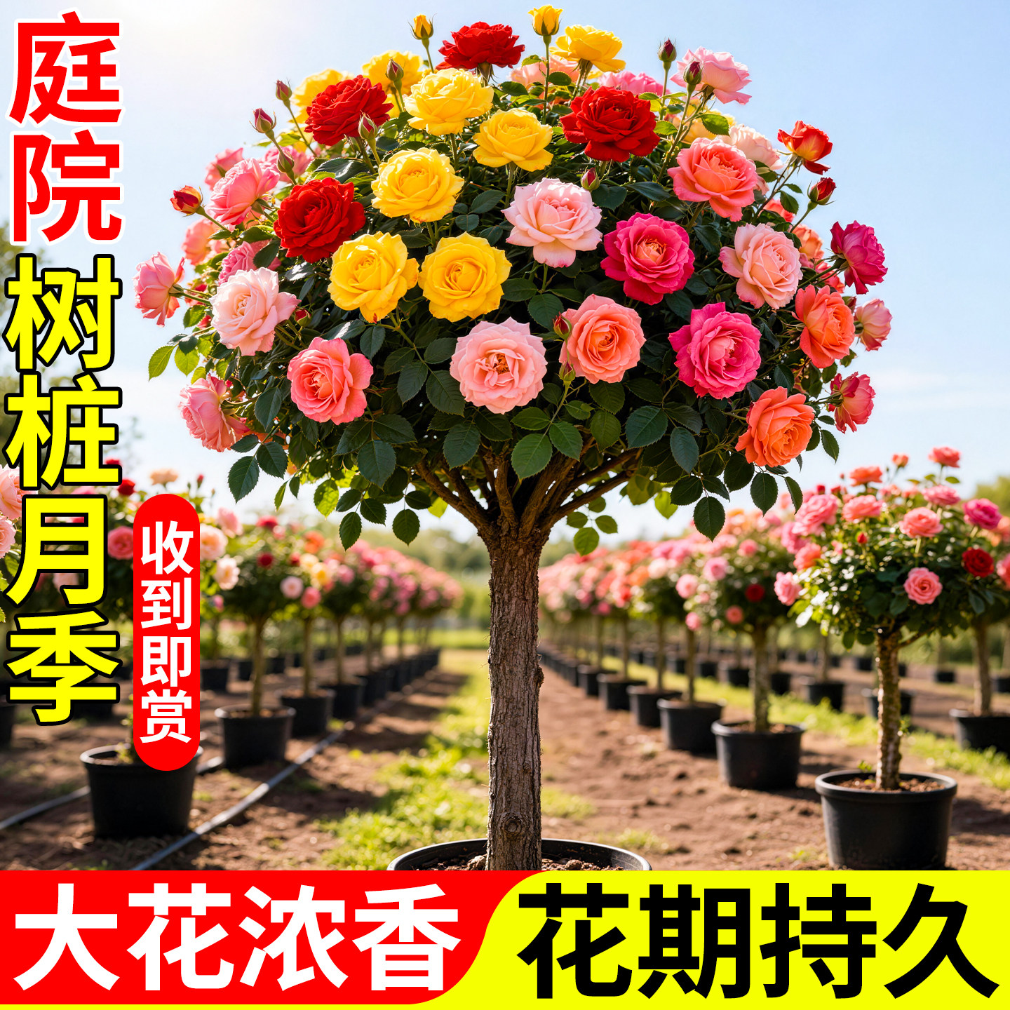 树状月季特大花盆栽老桩花树苗带花苞树桩树苗四季棒棒糖欧月大苗