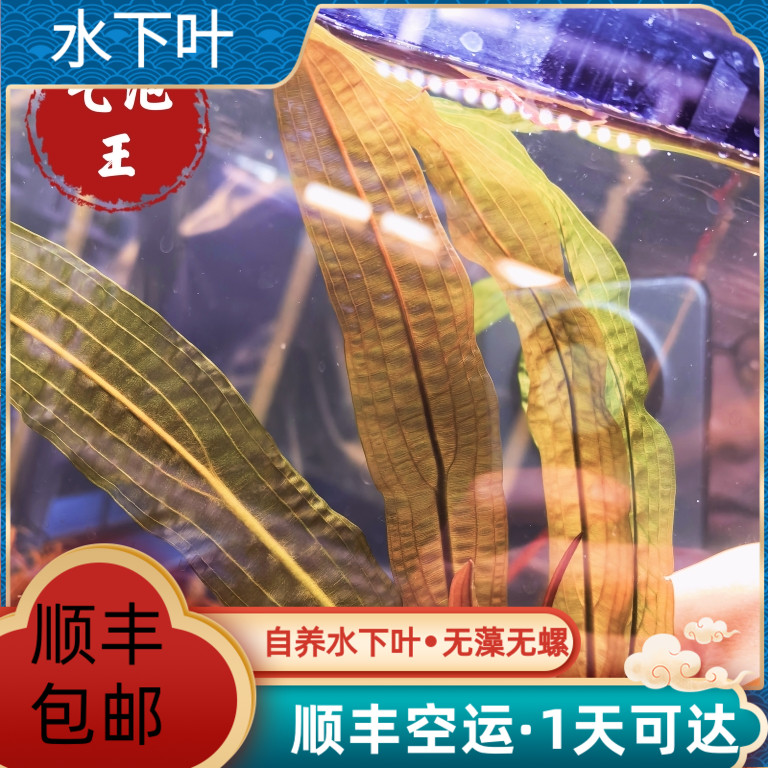气泡王水草稀有水下叶鱼缸中后景主草大型水草装饰植物活体沉木景