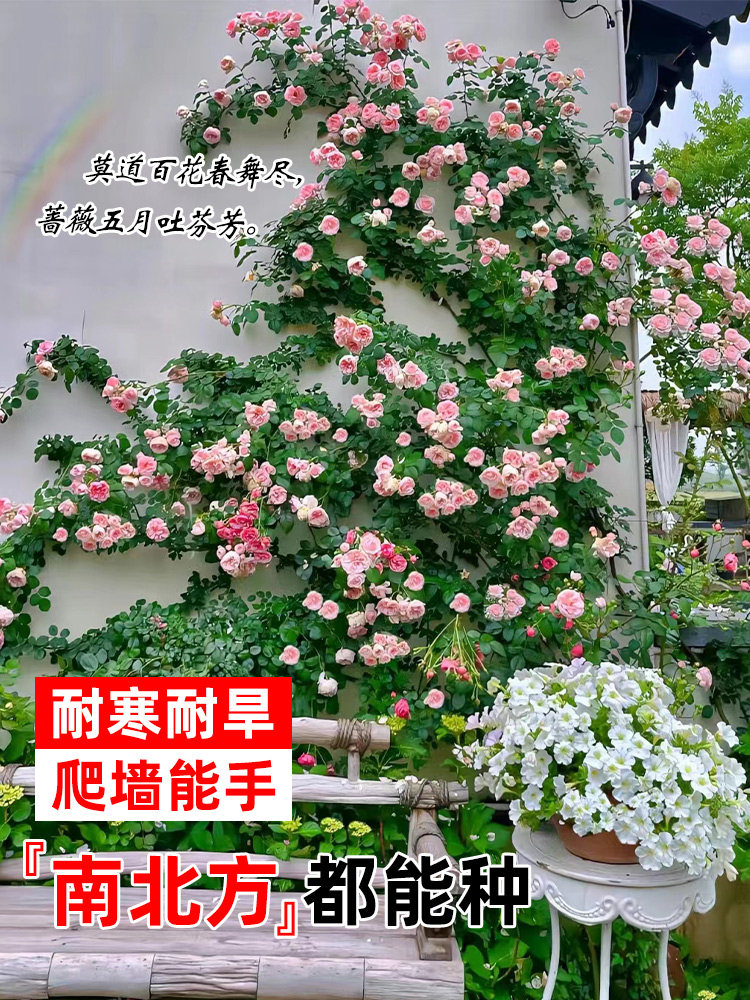 野蔷薇花苗爬藤四季好养藤本月季爬藤植物花卉盆栽阳台庭院玫瑰籽