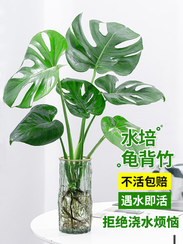 水培植物龟背竹盆栽观叶绿植去甲醛净化空气四季常青老桩大叶室内