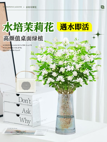 茉莉花水培植物盆栽带花苞水养办公室内桌面鲜花绿植懒人好养花卉