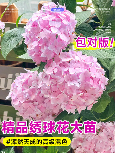 绣球花苗大花无尽夏绣球花盆栽带花卉室内庭院木绣球鲜花老桩植物