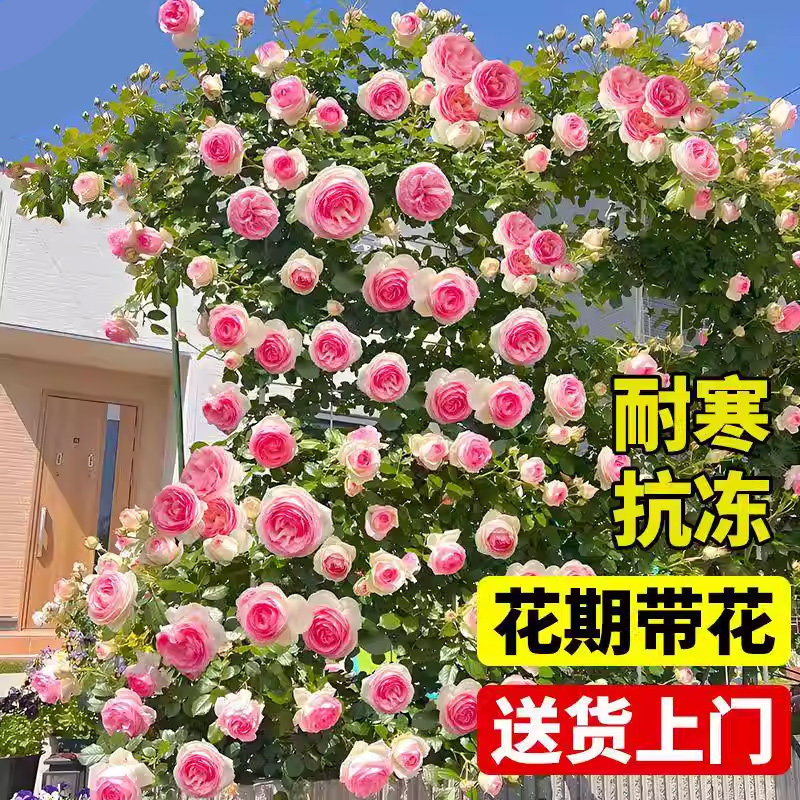 爬藤月季藤本四季特大花苗开花卉蒂娜浓香粉龙沙宝石庭院爬墙蔷薇