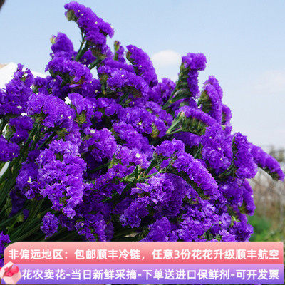 家庭简约家居卧室勿忘我干花云南花束真花家居客厅摆设装饰插花