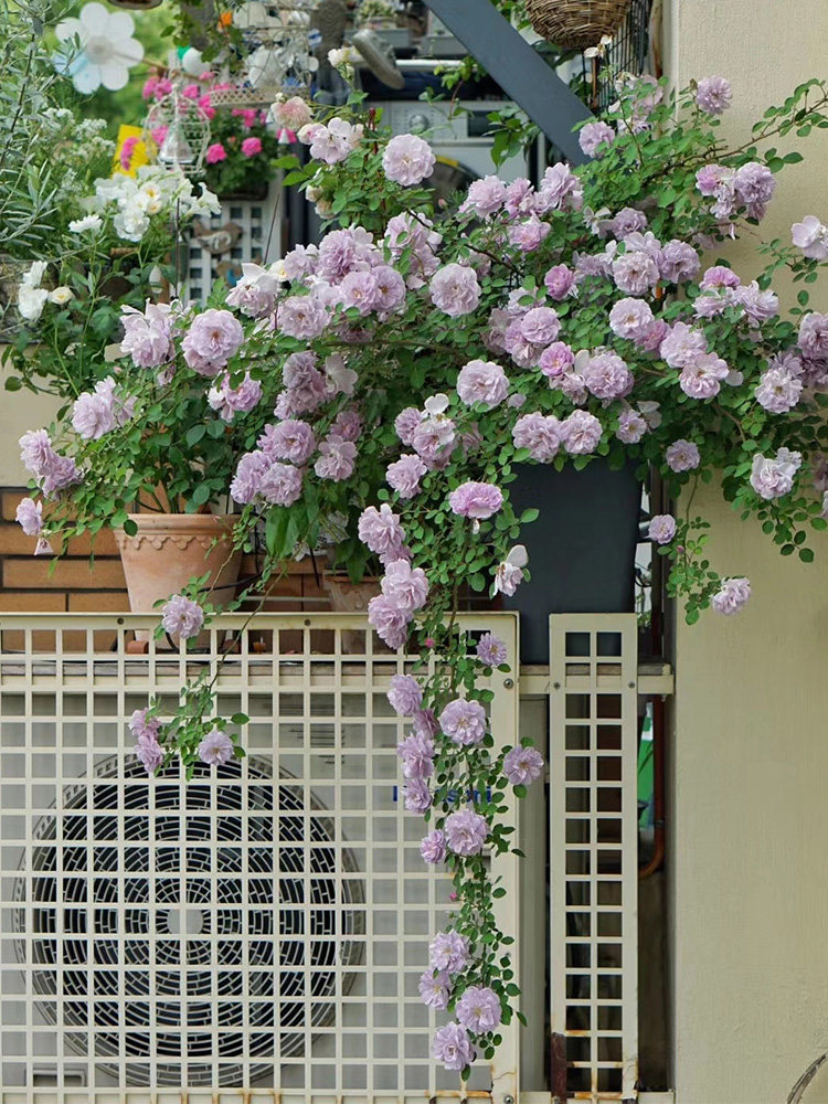 8升盆 蓝色阴雨龙沙宝石庭院阳台植物盆栽玫瑰花苗小苗