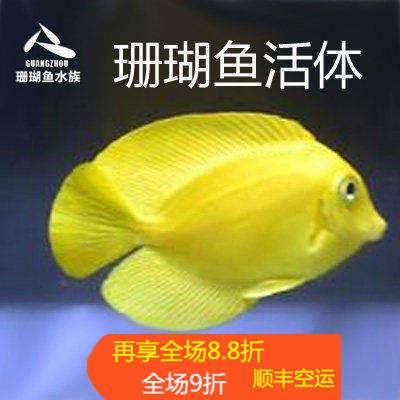 顺丰新款包活 黄一字倒吊黄吊吊鱼海水鱼缸热带鱼宠物活体观赏鱼