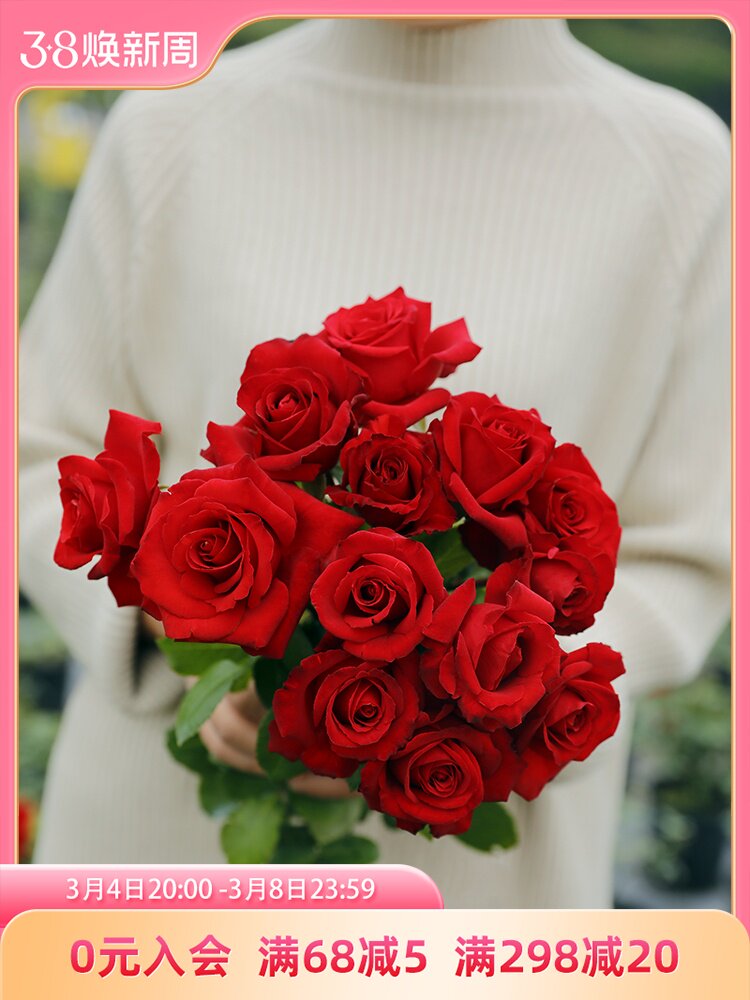 惠惠的花园切花月季 法兰西 红色耐开四季阳台庭院花卉绿植盆栽