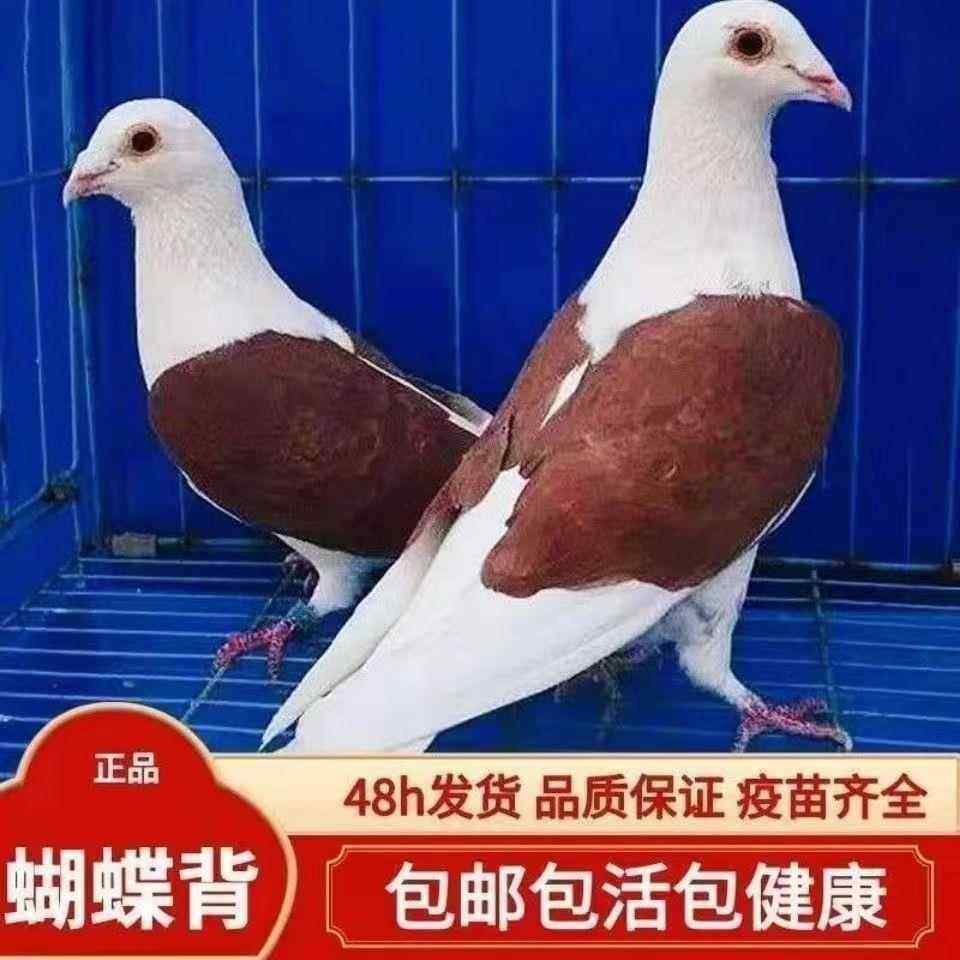 【蝴蝶背信鸽】各色好鸽子赛鸽活体飞行鸽蝴蝶花种鸽活体公母一对