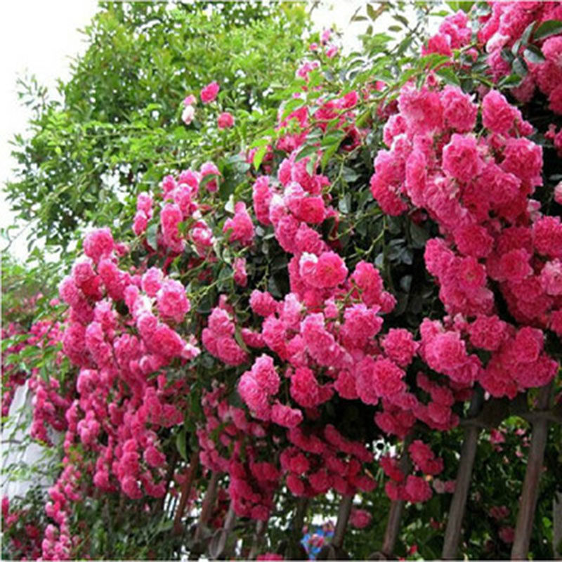 无刺爬藤蔷薇花苗十m姐妹七姐妹粉团浓香多头勤花阳台庭院盆栽爬