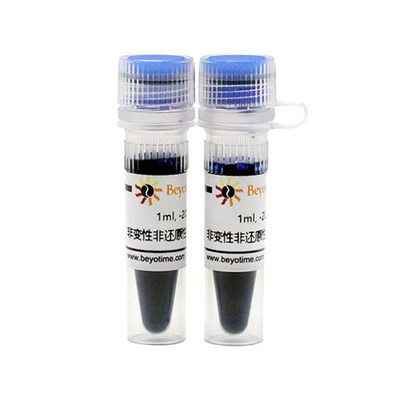 碧云天 Beyotime P0016N 2ml 非变性非还原性蛋白上样缓冲液(5X)