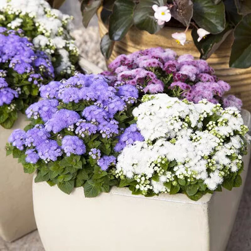 藿香种子蓟霍香蓝花冠蓟花籽 盆栽四季播易种景观地被植物花种籽