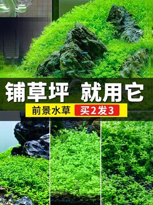 鱼缸造景水草前景爬地矮珍珠草坪迷你牛毛趴地日本珍珠草新手植物