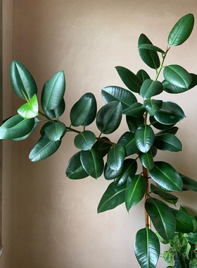 CottageMrs绿金刚橡皮树室内客厅绿植盆栽 观叶绿色植物