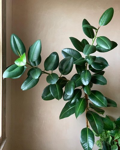 CottageMrs绿金刚橡皮树室内客厅绿植盆栽 观叶绿色植物