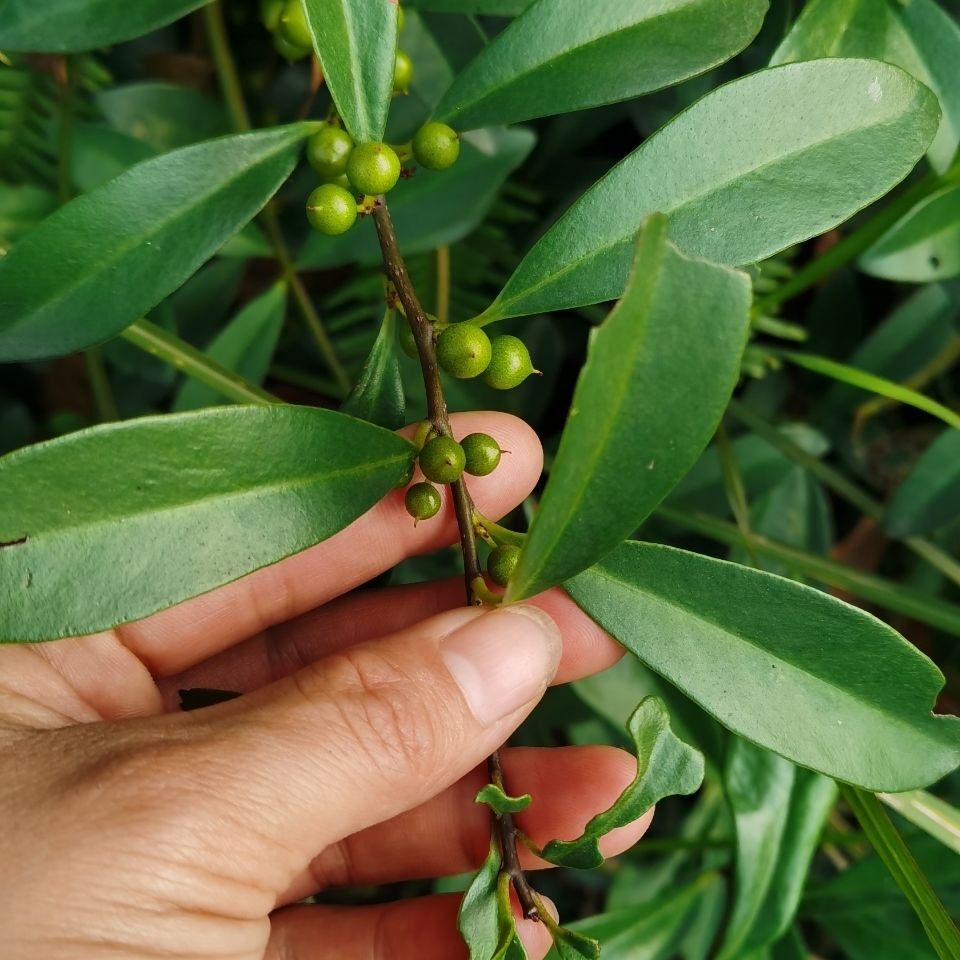 野外新鲜酸藤子酸藤果根酸藤头叶母鸡酸信筒子白背木通天霸盐酸鸡