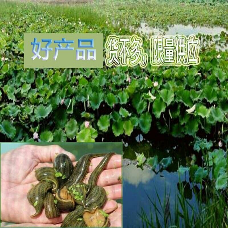 鲜活水蛭种苗养殖活体蚂蝗宽体金线蛭金边蚂蟥一件是500克包邮