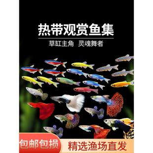 热带观赏鱼鱼苗斑马鱼好养水生小宠物小型孔雀金鱼活鱼淡水灯科鱼